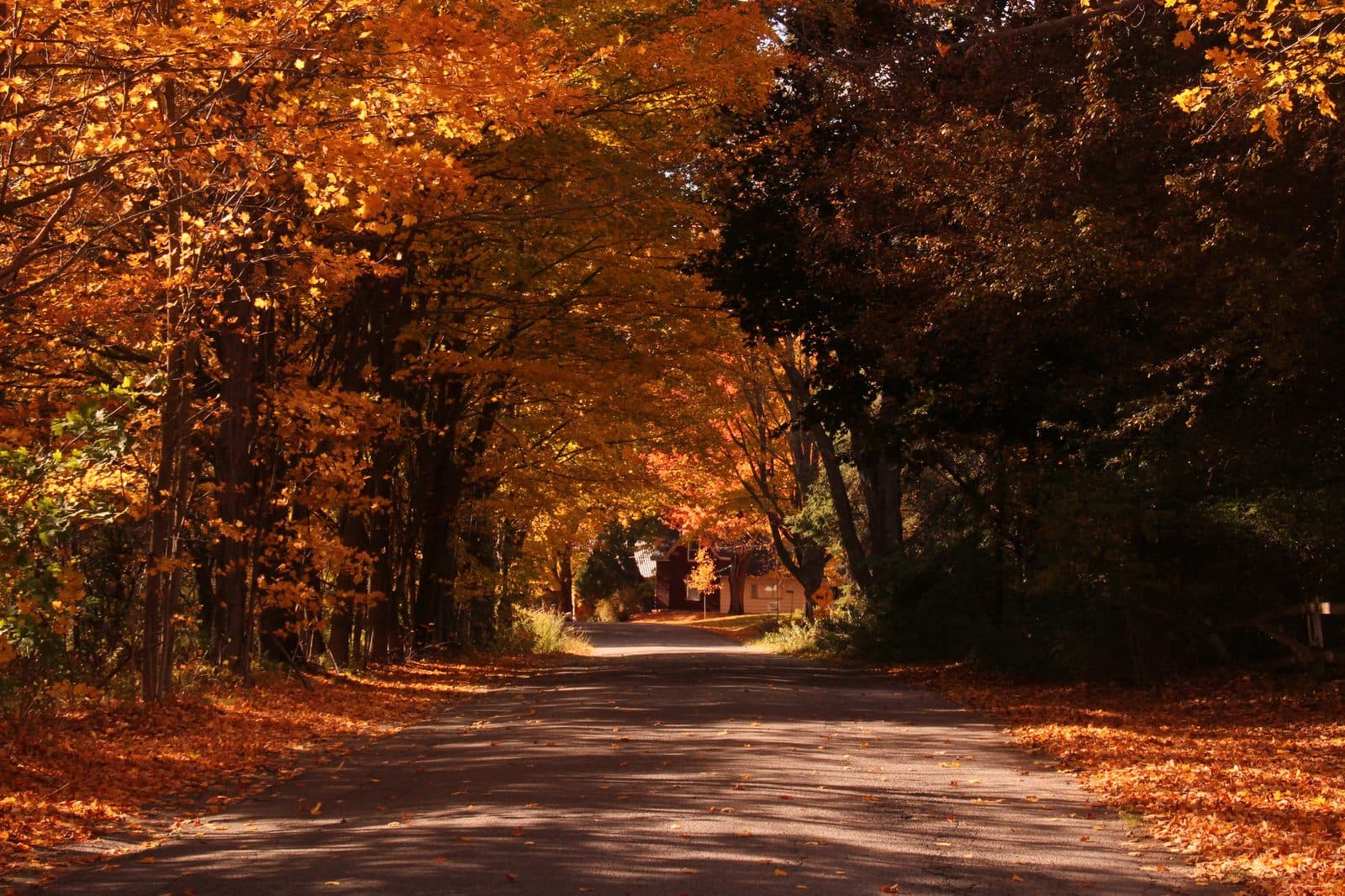 Autumn colour along old Highway 2 near Newcastle