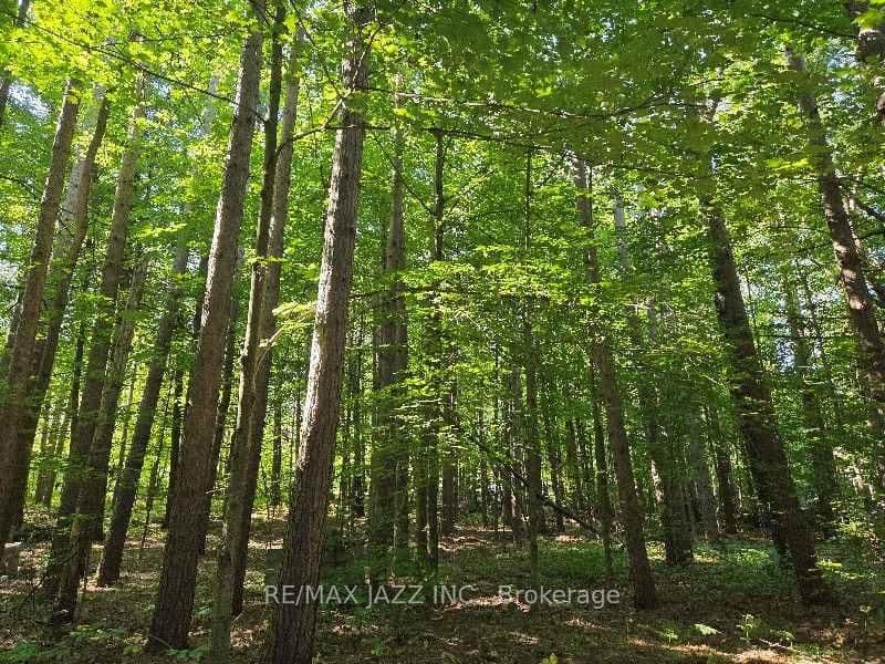 2 Sumac Rd, Burketon - Photo 6 of 11